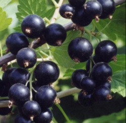 nara