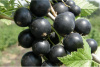 smorodina-chernaya-bagira22-900x600