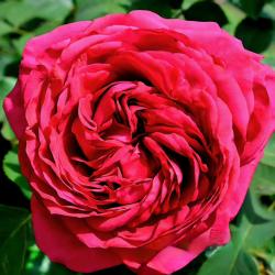 Роза флорибунда Роза четырех ветров (Rose des 4 Vents)